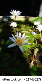 Yellowish White With A Purple Hint Of Water Lily Flowers