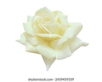 Yellowish white rose in white background 
