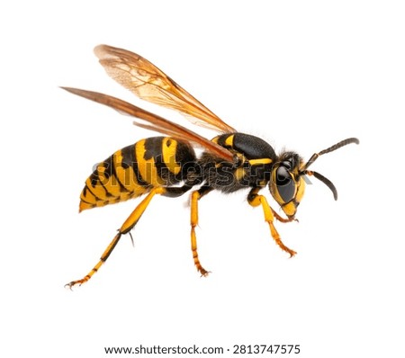 Yellowjacket Single Yellowjacket Wasp Hovering Dy Isolated On White Background