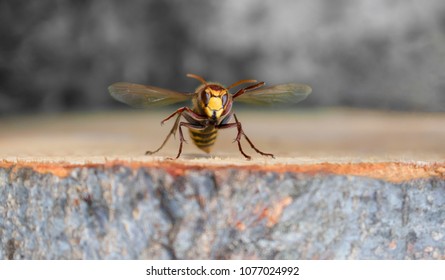 Yellowjacket Wasp Hornet