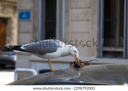 Yellow-legged gull eating the corpse of a rat on the roof of a car in Marseille.