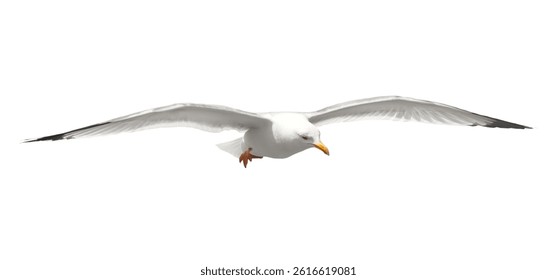 Yellow-legged gull in flight, Larus michahellis, isolated on white, clipping path