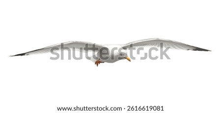 Yellow-legged gull in flight, Larus michahellis, isolated on white, clipping path