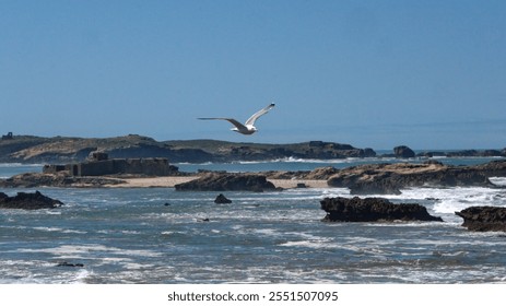 Yellow-legged gull (Larus michahellis) in flight over a rocky coastline in Essaouira, Morocco - Powered by Shutterstock