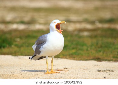 Yellow-legged gull yawns on the coast