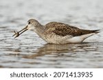 A yellowlegs feeding on stickleback in a lake.