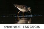 Yellowlegs with reflection in autumn evening 