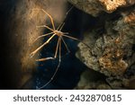 Yellowline Arrow Crab (Stenorhynchus seticornis)