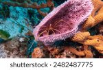 Yellowline Arrow Crab (Stenorhynchus seticornis) is a fascinating marine crab in a pink vase sponge near Cozumel, Mexico.  Underwater photography and travel.