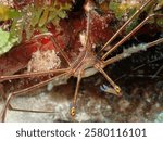 Yellowline arrow crab (Stenorhynchus seticornis) close-up