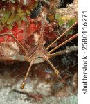 Yellowline arrow crab (Stenorhynchus seticornis) close-up
