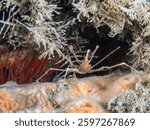A Yellowline Arrow Crab (Stenorhynchus seticornis) facing towards a Smooth Flame Scallop (Ctenoides mitis) , Blue Heron Bridge, Riviera Beach, Florida