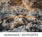 Yellowline Arrow Crab (Stenorhynchus seticornis), Blue Heron Bridge, Riviera Beach, Florida