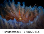 Yellowline Arrow Crab (Stenorhyncus seticornis) peeks out of azure vase sponge on the Oil Slick dive site, Bonaire, Netherlands Antilles