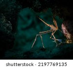 Yellowline Arrowcrab (Stenorhynchus seticornis) on the Little Bay dive site, off the Dutch Caribbean island of Sint Maarten