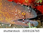 A Yellowmargin Moray Eel, Gymnothorax flavimarginatus, with a Banded Coral Shrimp, or Banded Cleaner Shrimp, Stenopus hispidus. Tulamben, Bali, Indonesia. Bali Sea, Indian Ocean