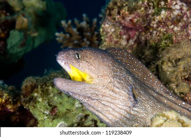 Yellowmouth Moray Eel Cleaner Shrimp Mouth Stock Photo 119238409 ...