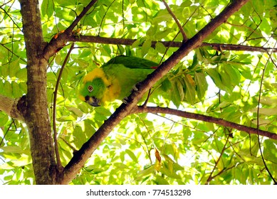 98 Mangrove parrot Images, Stock Photos & Vectors | Shutterstock