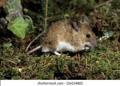 137 Yellow necked mouse Images, Stock Photos & Vectors | Shutterstock