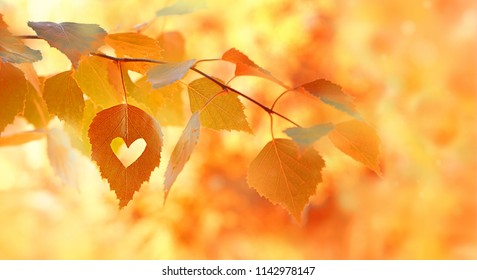 Yellow-orange Autumn Leaves, Bright Natural Background. Birch Leaf With Hole Of Heart Shape. Symbol Of Autumn Season. Beautiful Fall Time. Copy Space