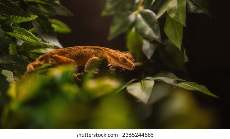 Yellow-orange crested gecko perched gracefully on a textured log, nestled among vibrant green leaves in a lush tropical habitat.