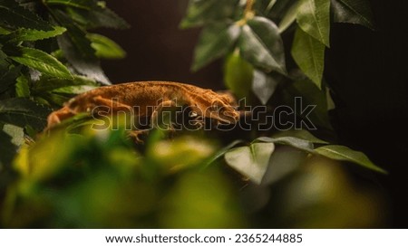 Yellow-orange crested gecko perched gracefully on a textured log, nestled among vibrant green leaves in a lush tropical habitat.