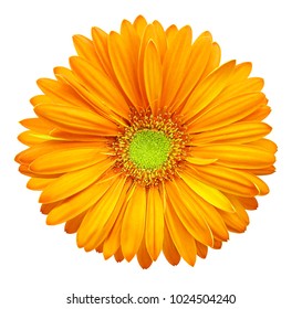 Yellow-orange gerbera flower, white isolated background with clipping path. Closeup. no shadows. For design. Nature.