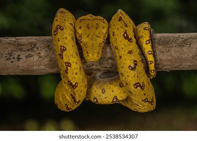 A yellow-phase Green Tree Python perched on a tree