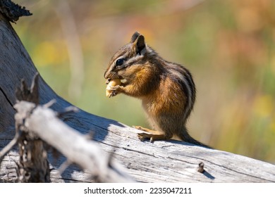 Yellow-pine chipmunk (Tamias amoenus) sitting on a tree log and eating a nut, Yellowstone National Park.