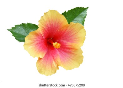 32,361 Pink and yellow hibiscus Images, Stock Photos & Vectors ...