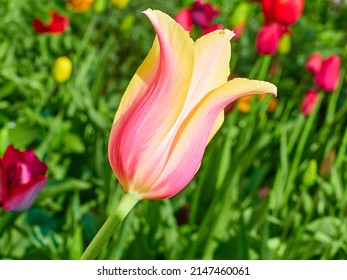 yellow-pink tulip close-up in a green flower bed on a beautiful sunny spring day. background for designers, artists, computer desktop