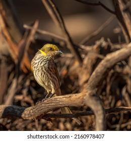 The Yellow-plumed Honeyeater (Lichenostomus ornatus) is a medium-sized bird with a relatively long, down-curved black bill, a dark face and a distinctive, upswept yellow neck plume.