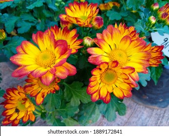 Yellow-red chrysanthemums blooming in the park - Powered by Shutterstock