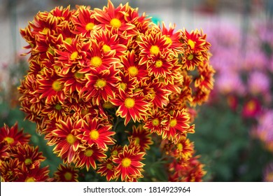 Yellow-red chrysanthemums on a blurry background close-up. Beautiful bright chrysanthemums bloom in autumn in the garden. Chrysanthemum background with a copy of the space.