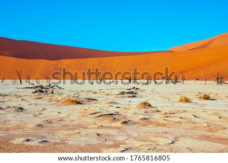 Yellow-red dunes and ringing silence. Sunny morning. The bottom of the dried lake Sussussflay. Grand trip to Namib Naukluft desert. The concept of active, exotic, extreme and photo tourism
