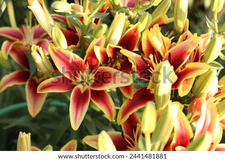 Yellow-red lilies in a flowerbed. Flowers. Close-up. Selective focus. Copyspace
