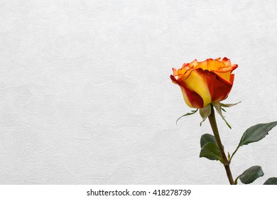 yellow-red rose on a light background