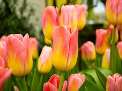 Yellow-red Tulips. Close-up Of Spring Flowers.  Flower Store . Botanical Calendar Photo