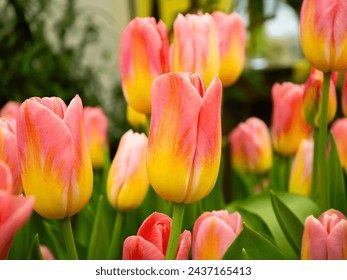 Yellow-red tulips. Close-up of spring flowers.  Flower store . Botanical calendar photo