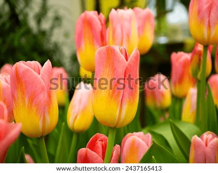 Yellow-red tulips. Close-up of spring flowers.  Flower store . Botanical calendar photo