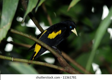 Yellow-rumped Cacique