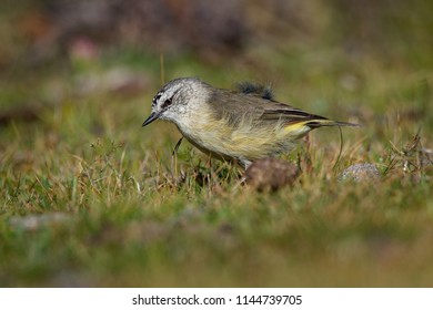 Yellow-rumped Thornbill - Acanthiza chrysorrhoa a species of passerine bird from the genus Acanthiza, small, brownish bird with a distinctive yellow rump and thin dark bill.