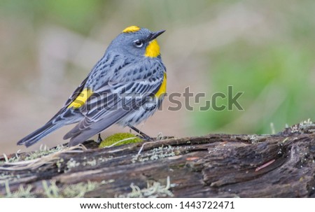 Yellow-rumped Warbler - Audubon's (Setophaga coronata auduboni)