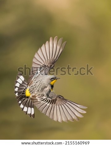 A Yellow-rumped Warbler in flight