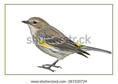 Yellow-Rumped Warbler Isolated on White Background