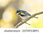 Yellow-rumped warbler on a perch