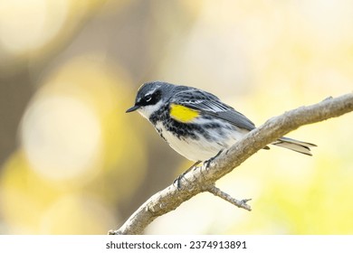 Yellow-rumped warbler on a perch