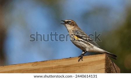                               Yellow-rumped Warbler perched in the bright morning sunlight at Myrtle Beach State Park in South Carolina. 