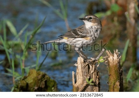 A yellow-rumped warbler perches on a stump at Boyd Hill Nature Preserve in St. Petersburg, Florida.
