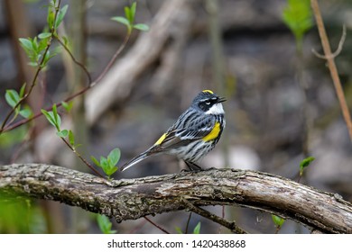 Yellow-rumped warbler or Setophaga coronata in dense brushy habitat on a cloudy spring day. It is a North American bird species that is common and conspicuous.